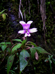 Impatiens kinabaluensis