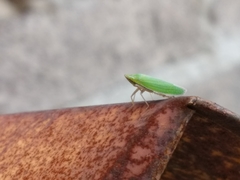 Cicadellini