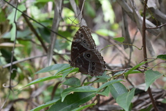 Morpho helenor peleides