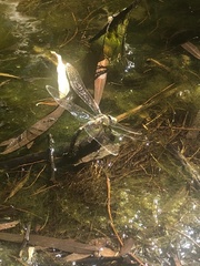 Rhionaeschna absoluta