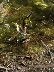 Rhionaeschna absoluta