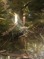 Rhionaeschna absoluta