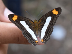 Adelpha iphiclus