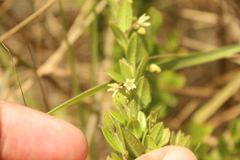 Scyphostelma