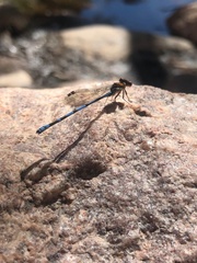 Argia joergenseni