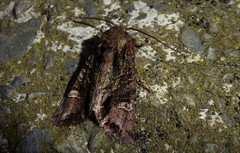 Ichneutica insignis