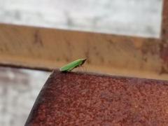 Cicadellini
