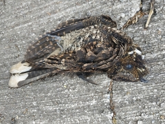 Antrostomus arizonae