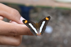 Adelpha iphiclus