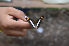 Adelpha iphiclus
