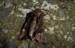Ichneutica insignis