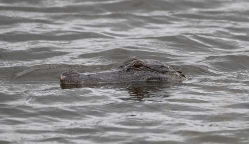American Alligator photographed in Texas