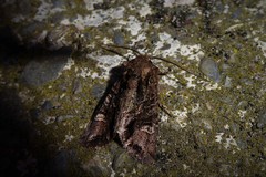 Ichneutica insignis
