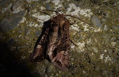 Ichneutica insignis