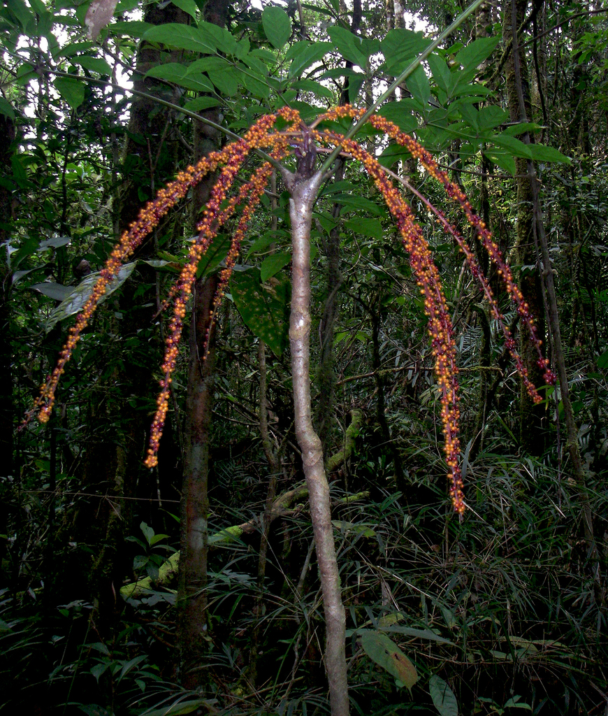 Schefflera bipalmatifolia