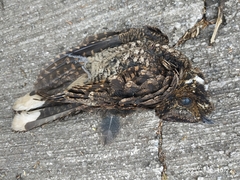 Antrostomus arizonae