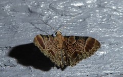 Chloroclystis lichenodes