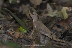 Acanthosaura crucigera