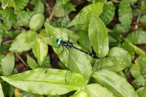 Macrothemis tessellata