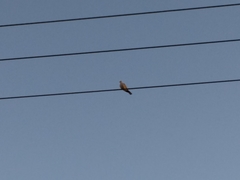 Streptopelia decaocto