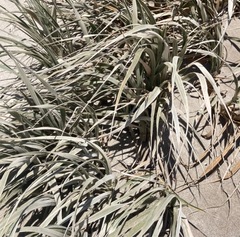 Spinifex