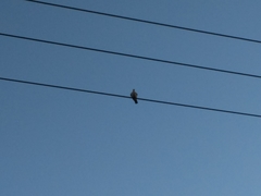 Streptopelia decaocto