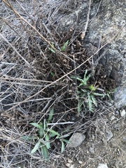 Stephanomeria cichoriacea