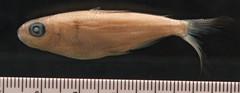 Elegant Featherfin Tetra photo 2