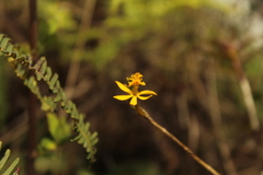 Epidendrum aura-usecheae