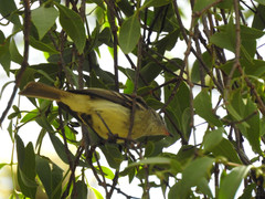 Camptostoma obsoletum