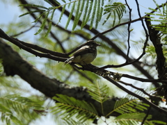 Camptostoma obsoletum