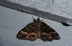 Hydriomena deltoidata