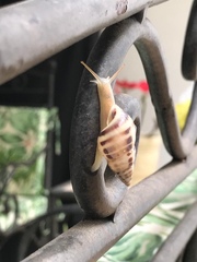 Drymaeus poecilus