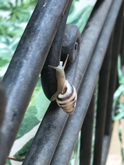 Drymaeus poecilus