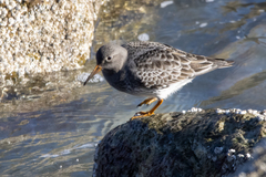 Calidris maritima