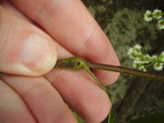 Procecidochares alani