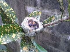 Caprimulgiformes