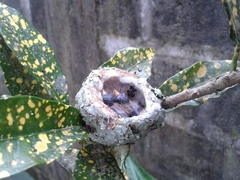 Caprimulgiformes