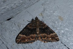 Hydriomena deltoidata