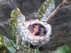 Caprimulgiformes