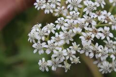 Verbesina turbacensis image