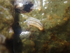 Caecum