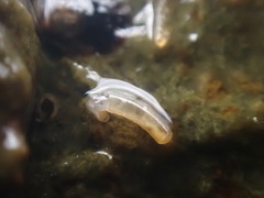 Caecum