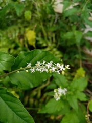 Petiveriaceae