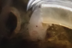 Caecum