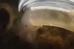 Caecum