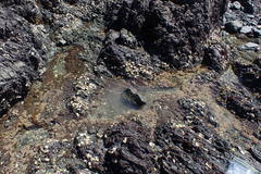 Caecum