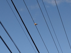 Streptopelia decaocto