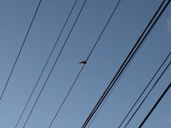 Streptopelia decaocto