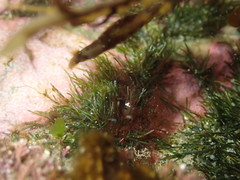 Cladophora herpestica